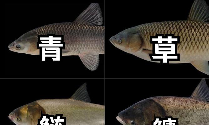 四大家鱼是什么？它们的特征和养殖方法有哪些？
