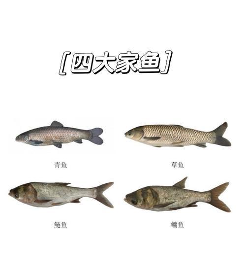 四大家鱼是什么？它们的特征和养殖方法有哪些？