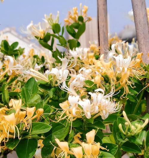 冬季有哪些花卉依然盛开？如何照料这些冬季花卉？