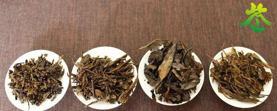 老广东人最爱的三款茶叶是什么？它们的特色和功效有哪些？