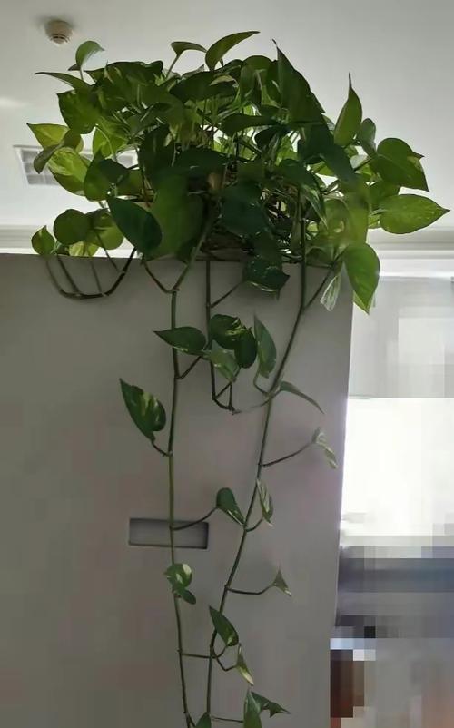 绿萝如何正确浇水？养护技巧有哪些？