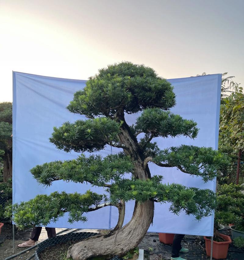罗汉松盆景如何养护？常见问题有哪些解决方法？