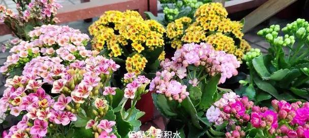 长寿花冬季如何管理？常见问题有哪些解决方法？
