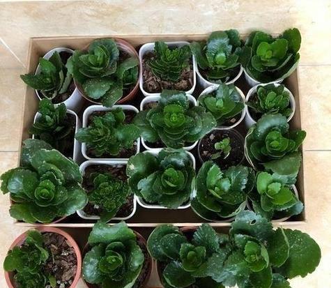 长寿花冬季如何管理？常见问题有哪些解决方法？