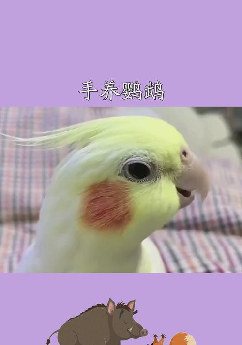 逗鹦鹉的手机游戏有哪些推荐？