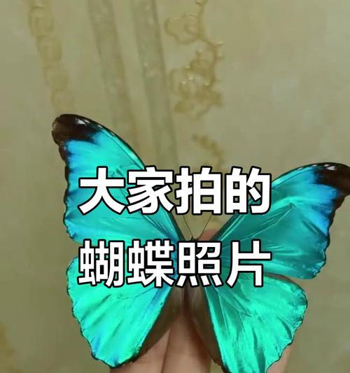 拍摄蝴蝶的相机设置有哪些？如何捕捉蝴蝶清晰照片？